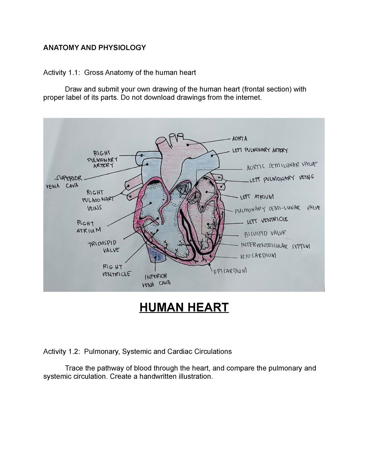 gross-anatomy-of-the-human-heart-do-not-download-drawings-from-the