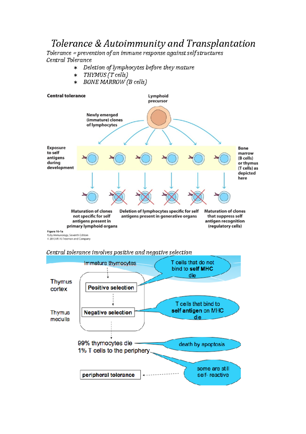 Autoimmunity, tolerance, transplant - Tolerance & Autoimmunity and ...
