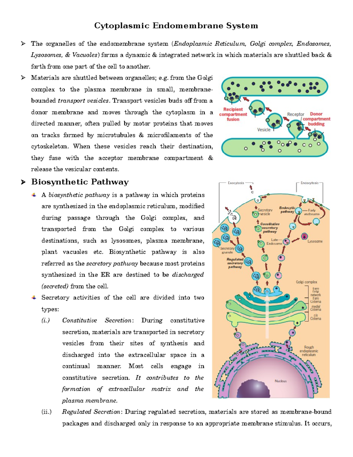Lecture 11 Endomembrane System Cytoplasmic Endomembrane System The