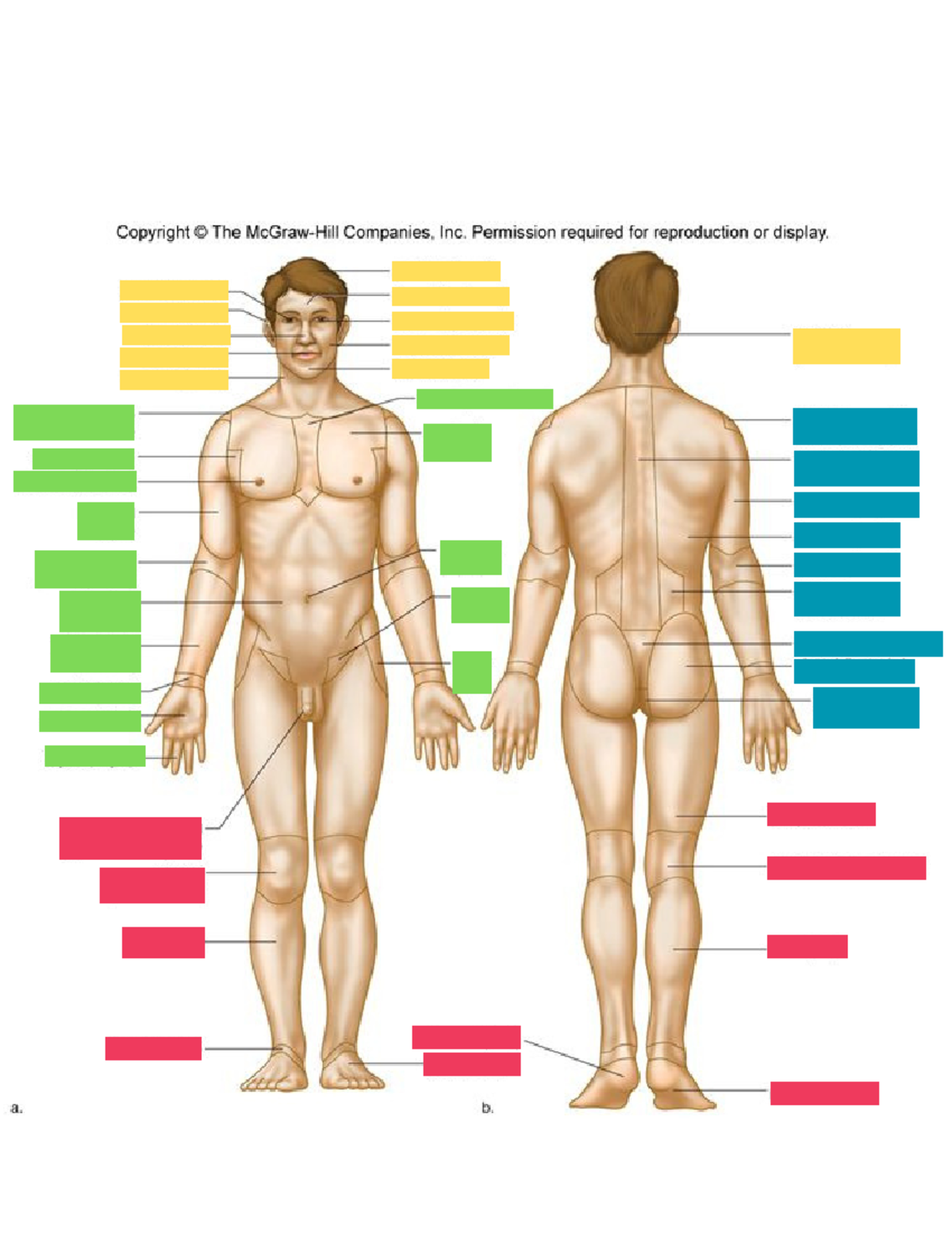Anaphy - anatomical position - Nursing - Studocu