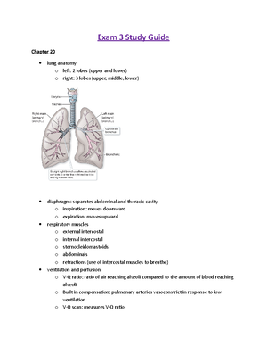 Patho Exam 4 Study Guide - Exam 4 Study Guide Chapter 29 Helicobacter ...