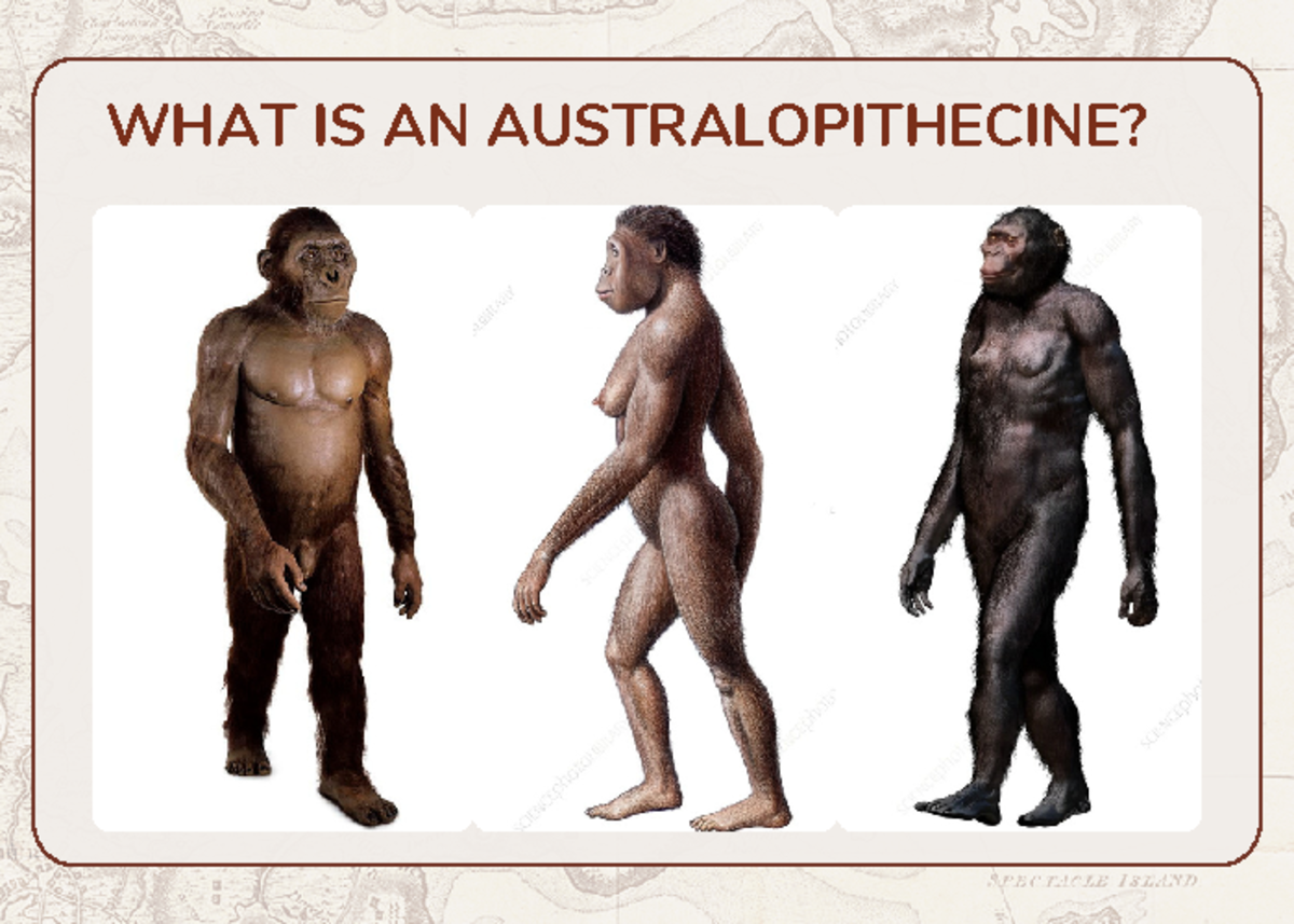 World History I Flashcards - WHAT IS AN AUSTRALOPITHECINE ...