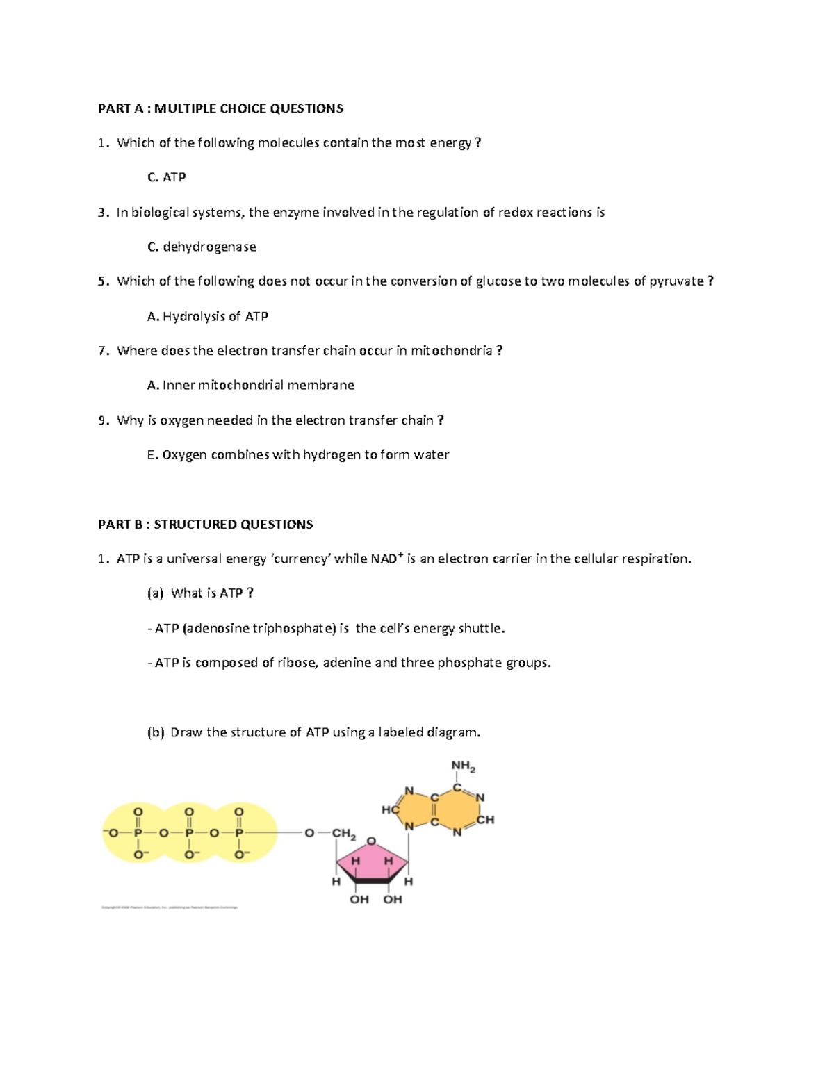 why-is-atp-called-universal-energy-currency-wasfa-blog