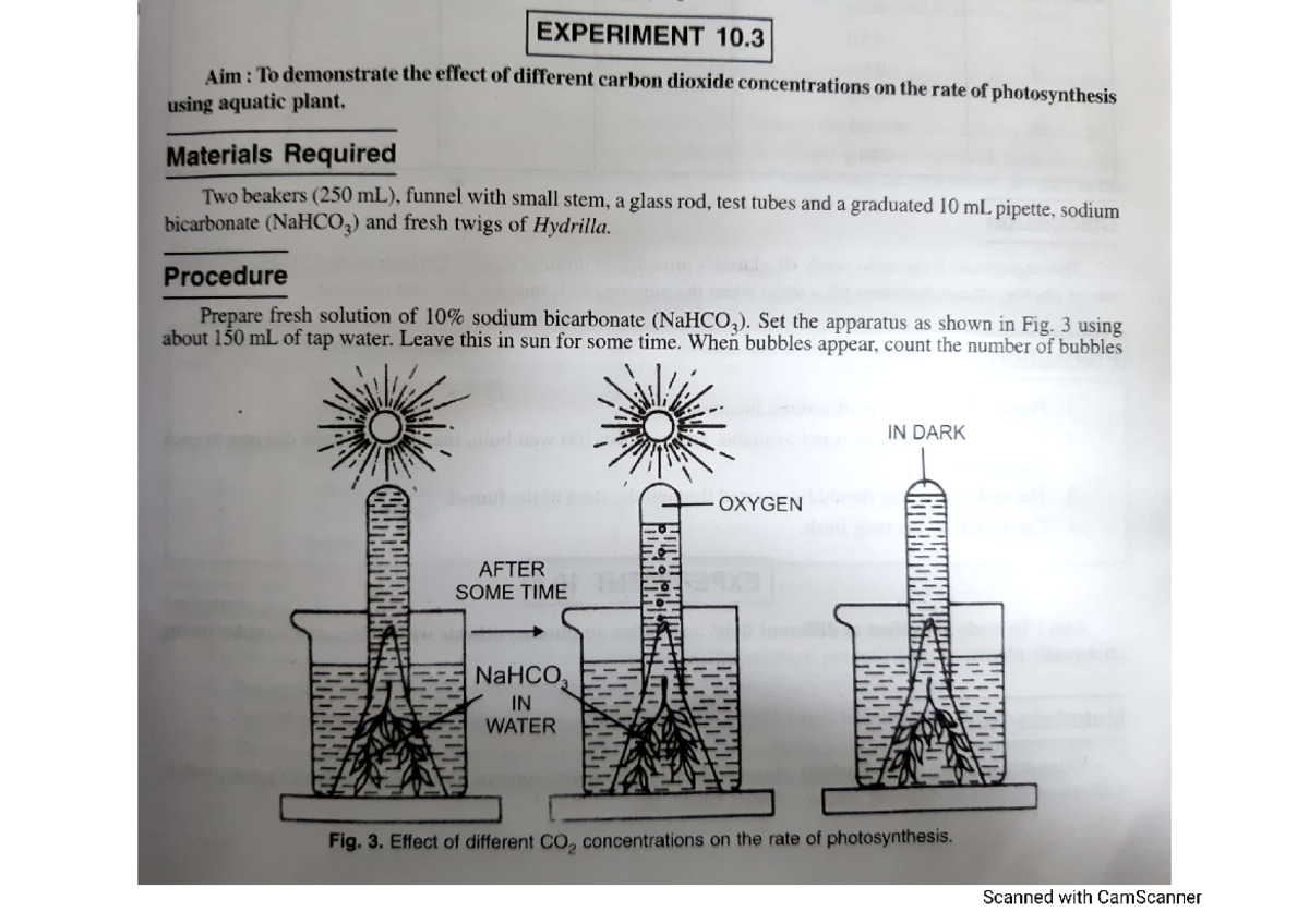Photosynthesis BIOL 201 Studocu