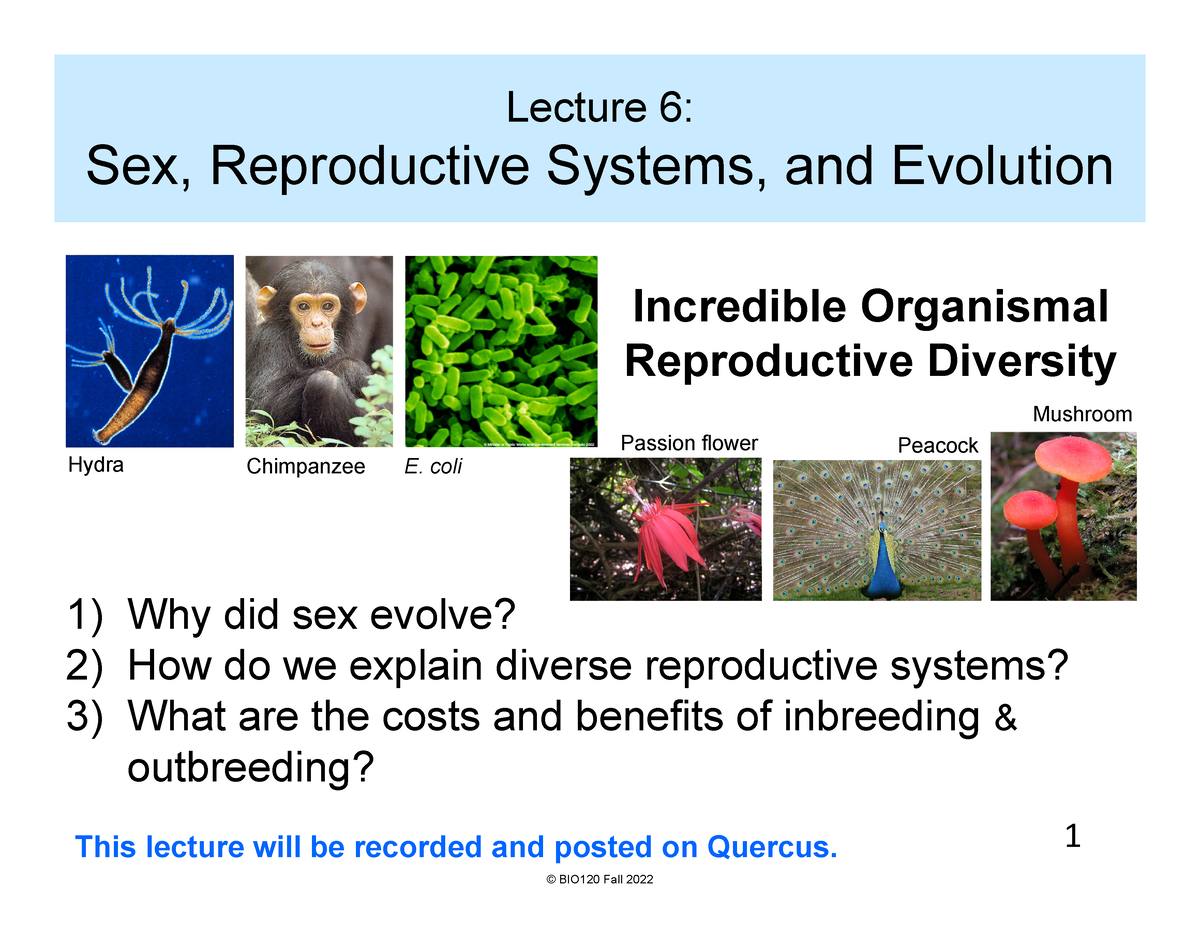 Bio120fall2022 Lecture 6 1slideperpage 1 Lecture 6 Sex Reproductive Systems And 7503