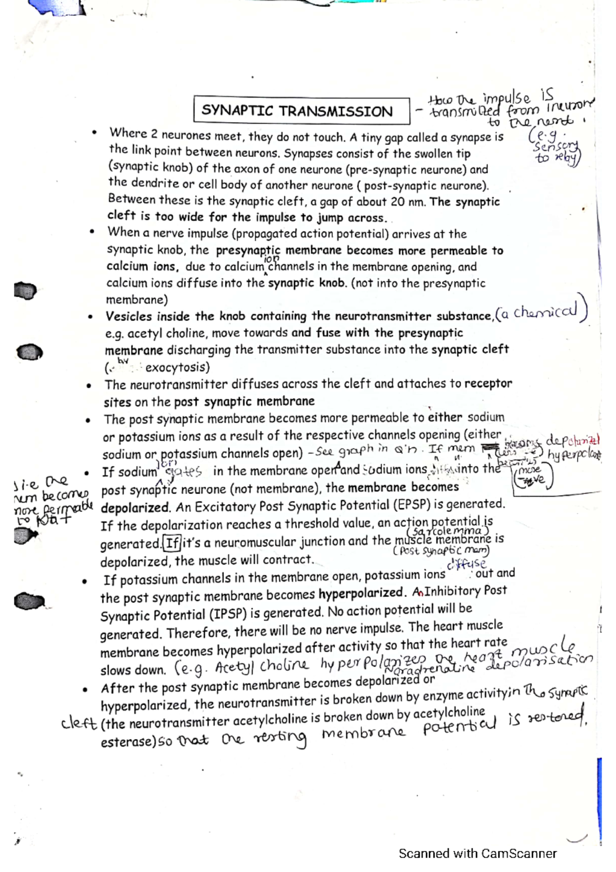 Synaptic Tranmission - clear alevel notes for biology - Studocu