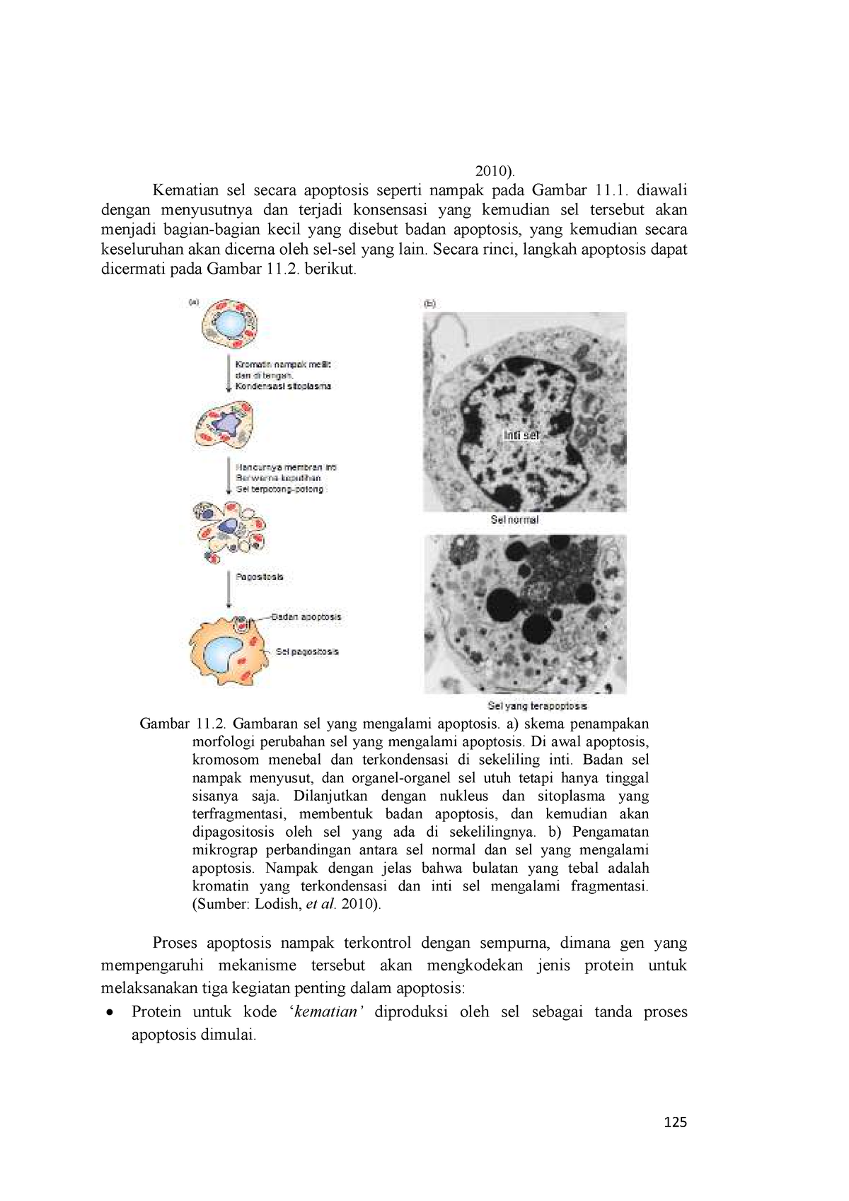 2 - Biologi - 125 2010). Kematian Sel Secara Apoptosis Seperti Nampak ...