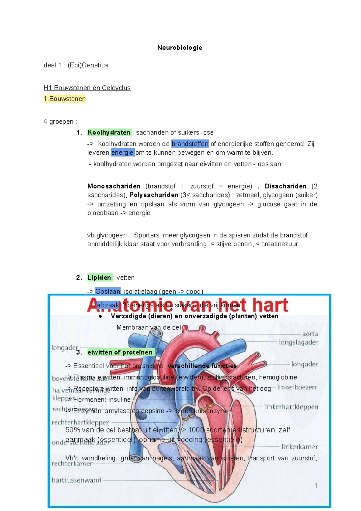 Neurobiologie Fase 1 UCLL - Neurobiologie Deel 1 : (Epi)Genetica H1 ...