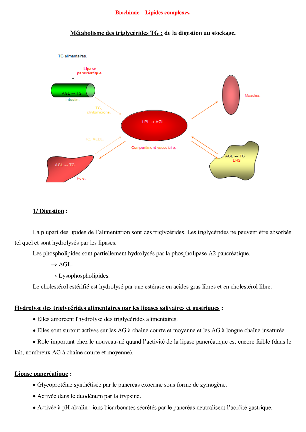 Triglycerides linguistique Biochimie Lipides complexes