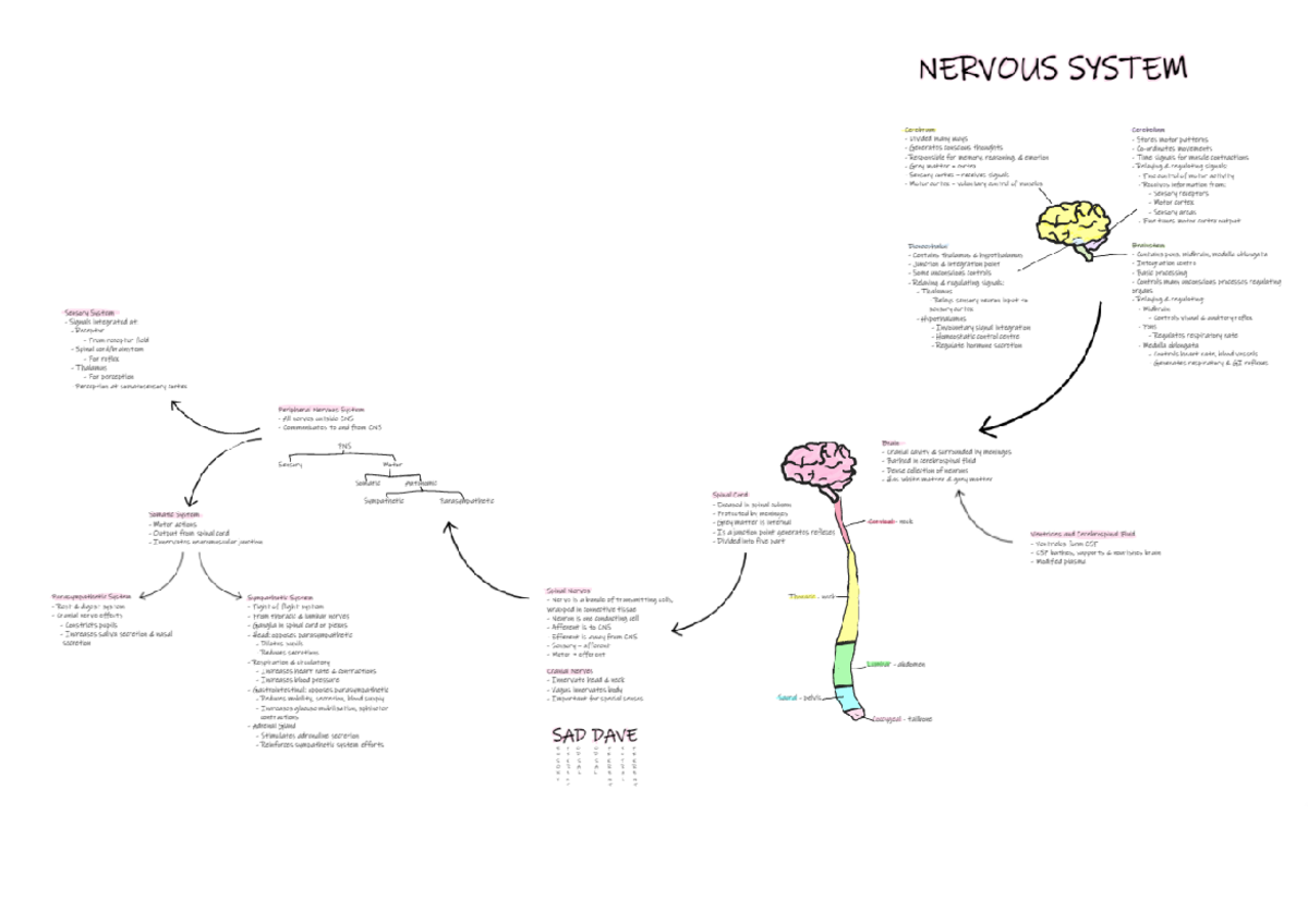 BM1011 Nervous System Mind Map - BM1011:03 - Studocu