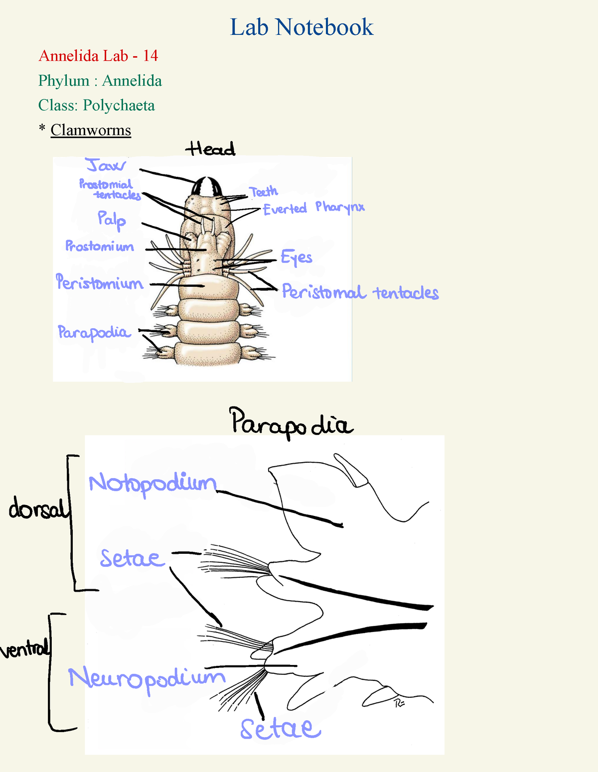 Biol 221 Lab Notebook - Lab Notebook Annelida Lab - 14 Phylum ...