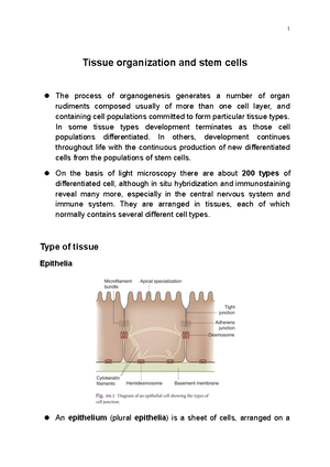 Development of mesodermal organ (3) (2023-11-06) - Limb development ...