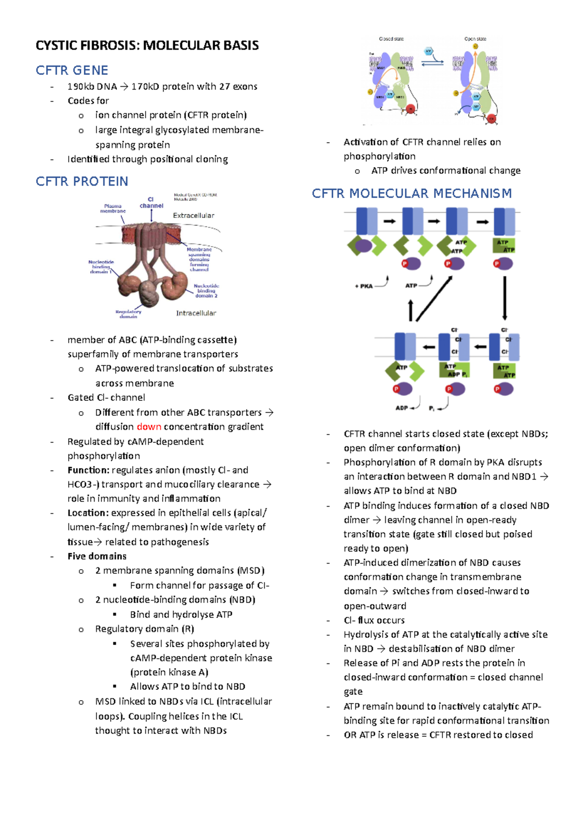 CF - summary - CYSTIC FIBROSIS: MOLECULAR BASIS CFTR GENE 190kb DNA → ...