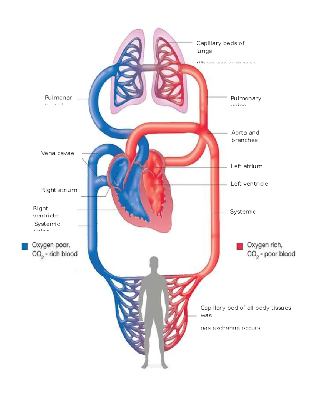 Cardiovascular System ( Research) Pierre G. Floralde-1BSN2 - vExercise ...