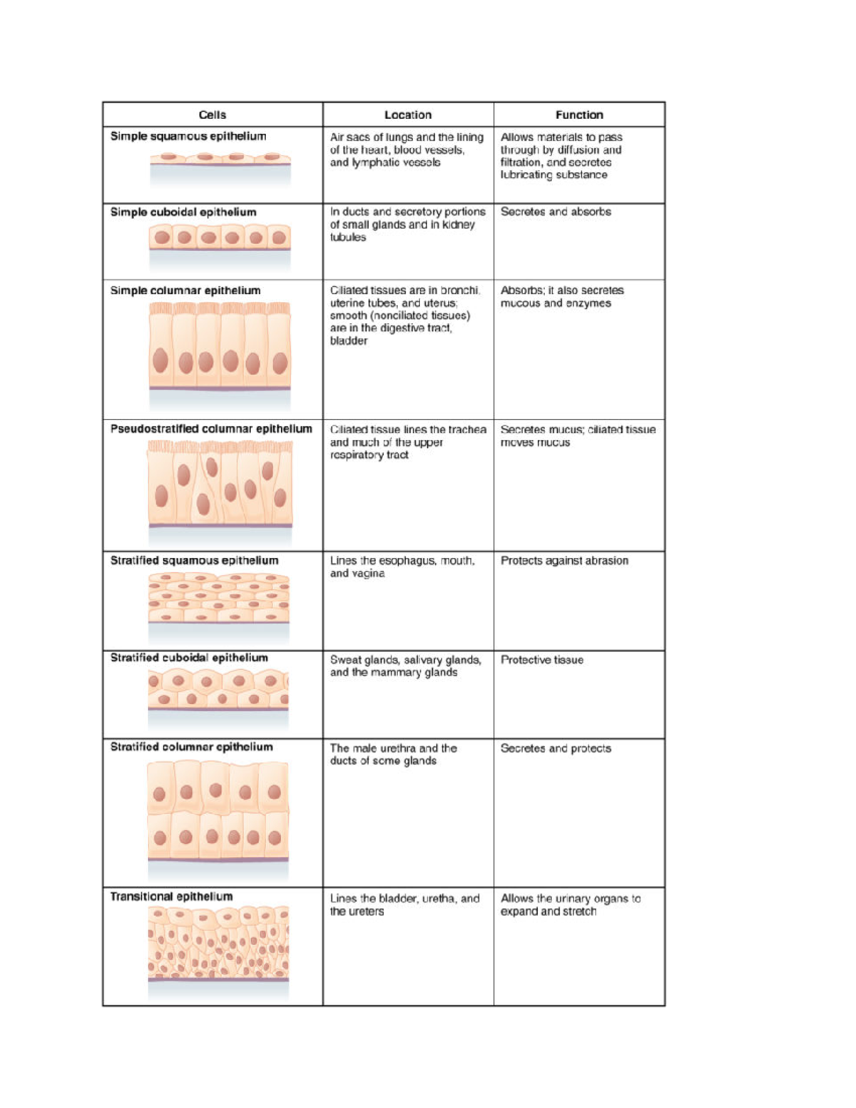 Epithelial Tissue Identification - Studocu