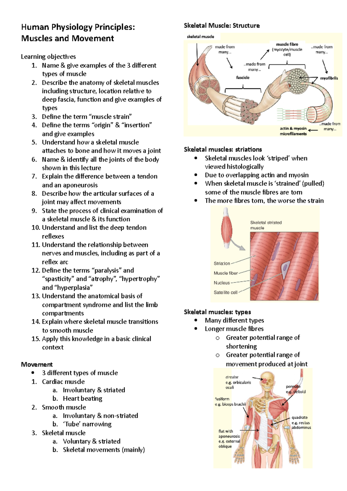 Human Physiology Principles - Human Physiology Principles: Muscles and ...