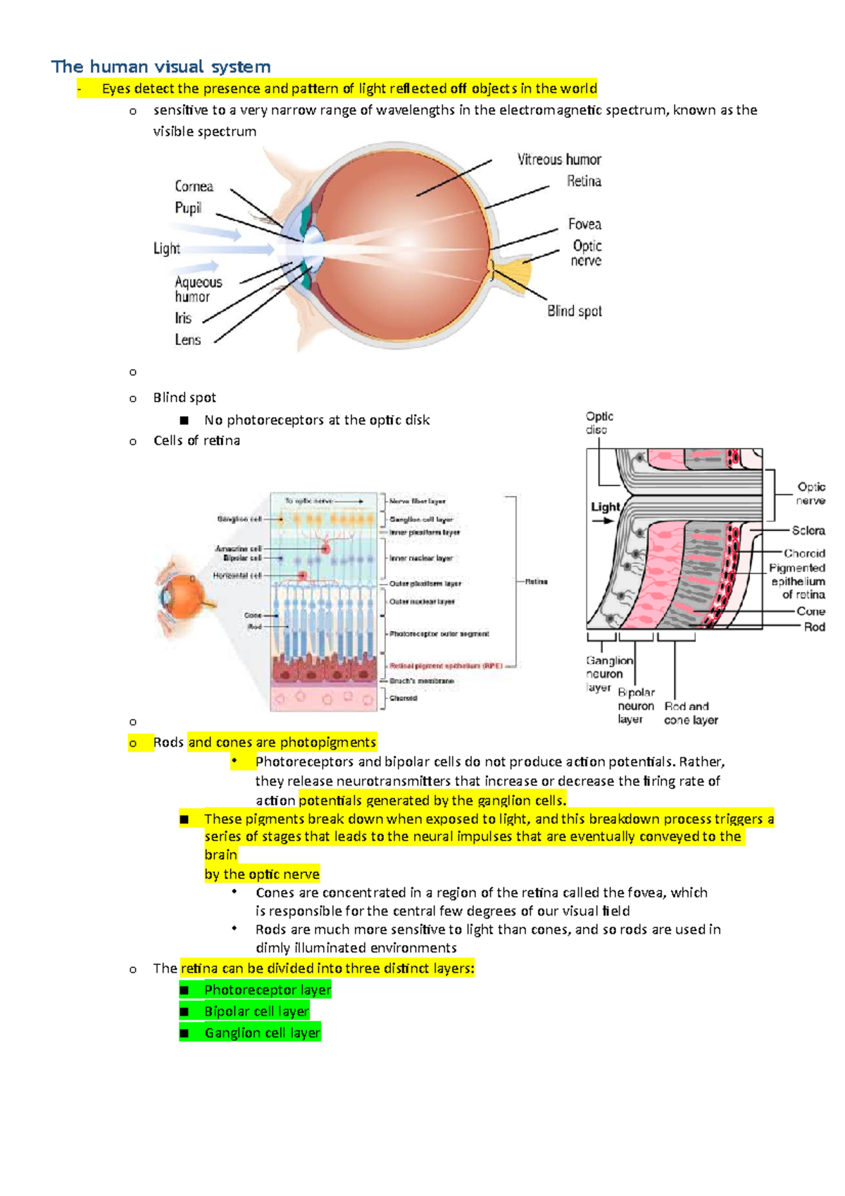 Week 4 - Lecture notes 4 - The human visual system Eyes detect the ...