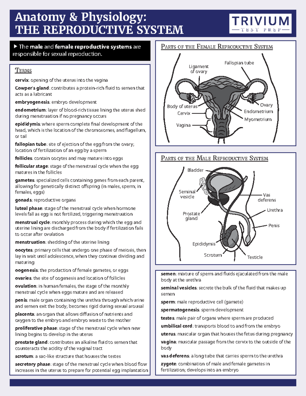 Reproductive system - Anaphy Cheat Sheet (terms) - Anatomy and ...