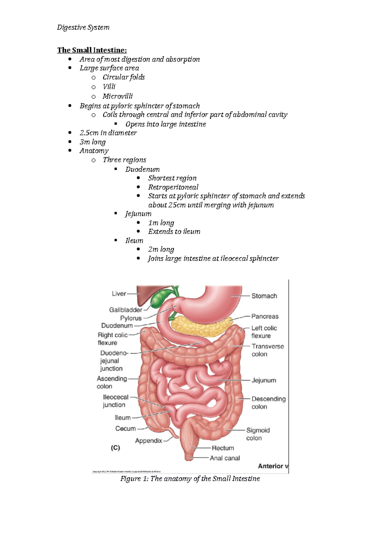 The Small Intestine Lecture Notes The Small Intestine Area of most