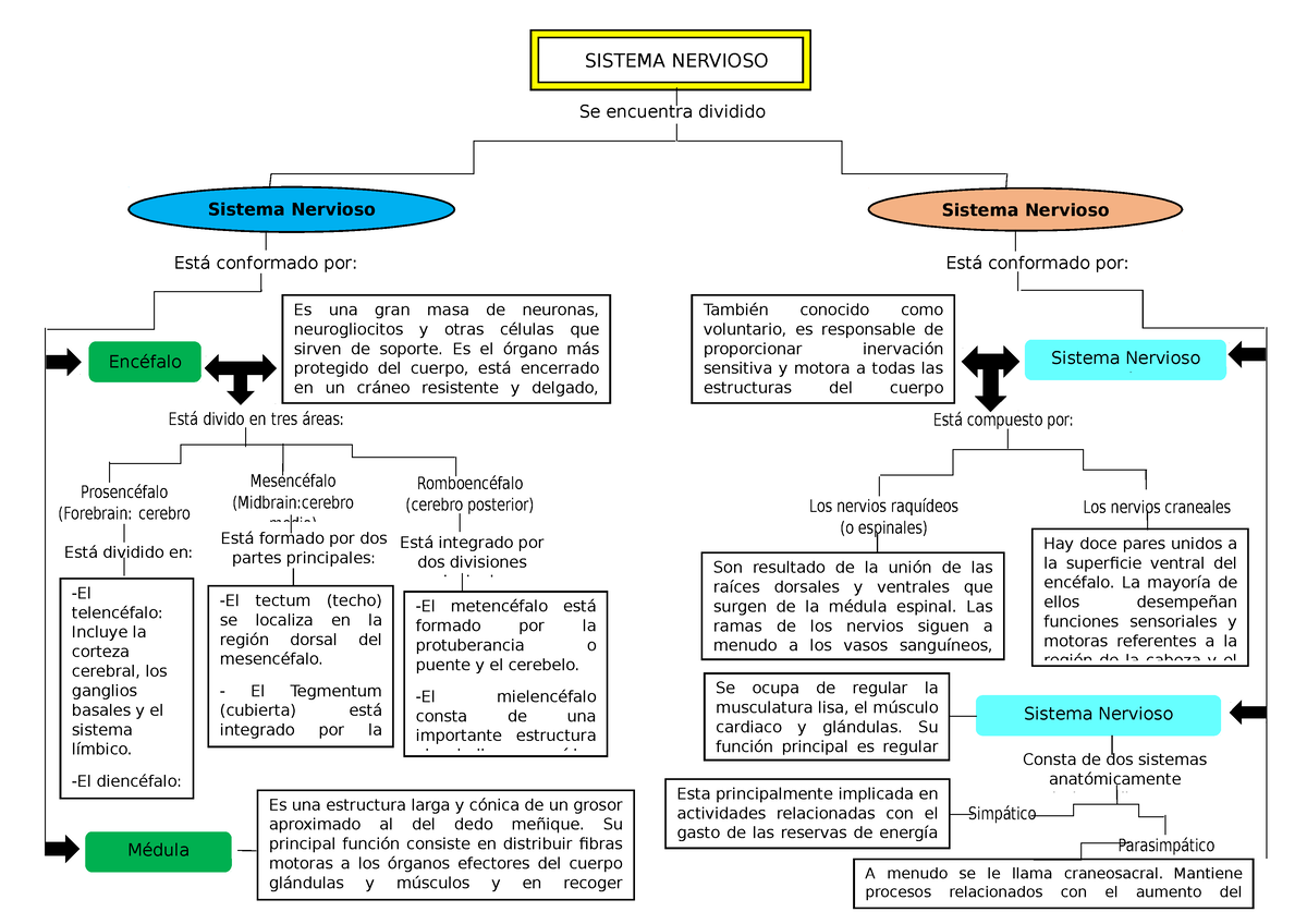 Mapa conceptual - Está conformado por: Se encuentra dividido SISTEMA  NERVIOSO Sistema Nervioso - Studocu