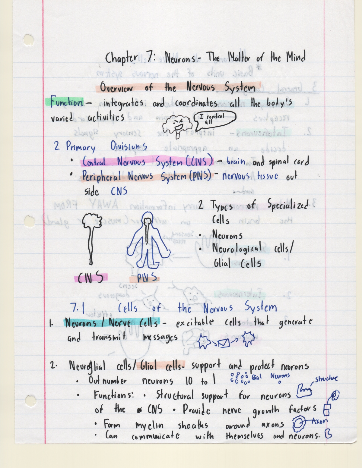 Chapter 7 Human Biology Notes - BSC 1020 - Studocu