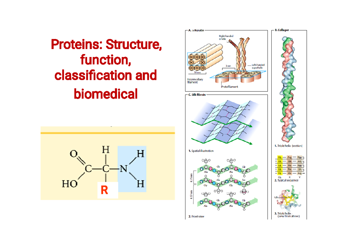 Tmp1759131380 - Gggggh - ####### Proteins: Structure, ####### function ...