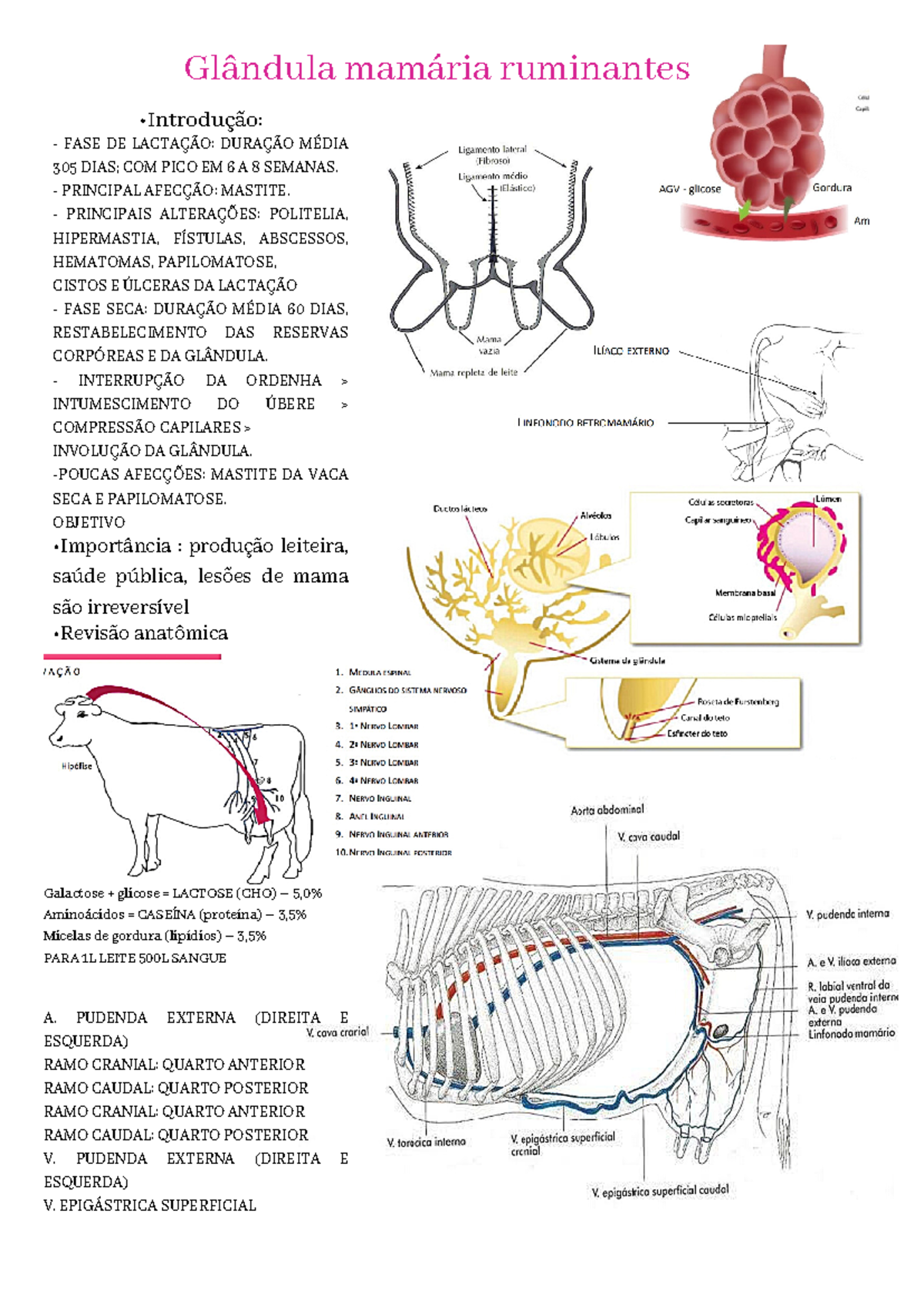 Glândula mamária ruminantes - Glândula mamária ruminantes - FASE DE ...