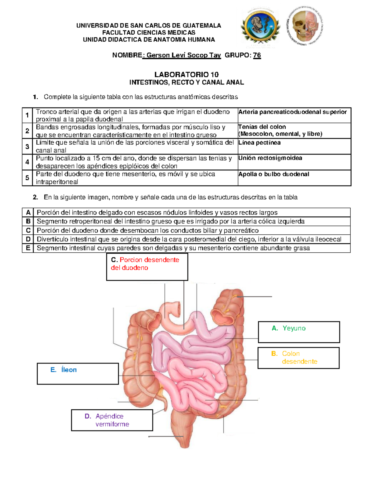 18. Laboratorio 10 - Intestinos, recto y canal anal Gerson Leví Socop ...