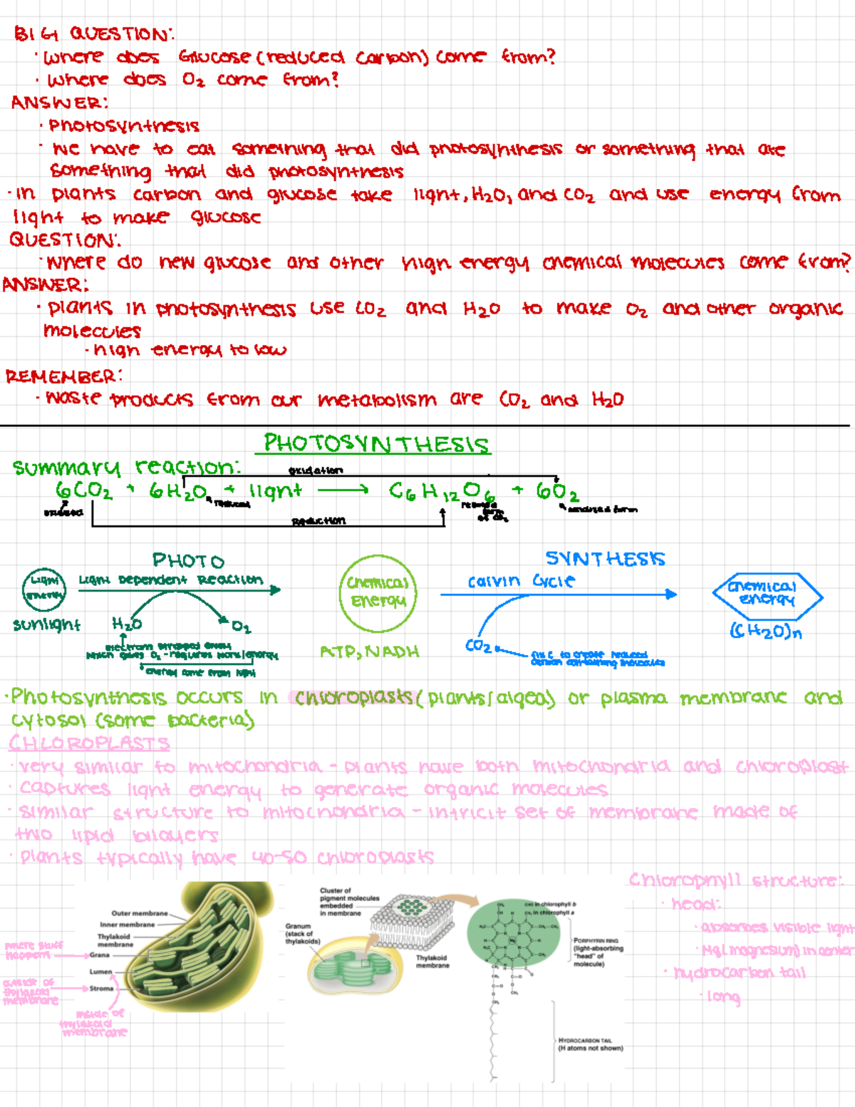 Photosynthesis - notes - BIG QUESTION : · Where does Glucose (reduced ...