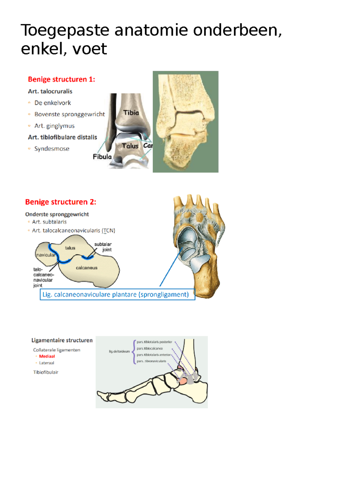 HC 7- Toegepaste Anatomie Onderbeen, Enkel, Voet - Hoorcollege Blok B ...