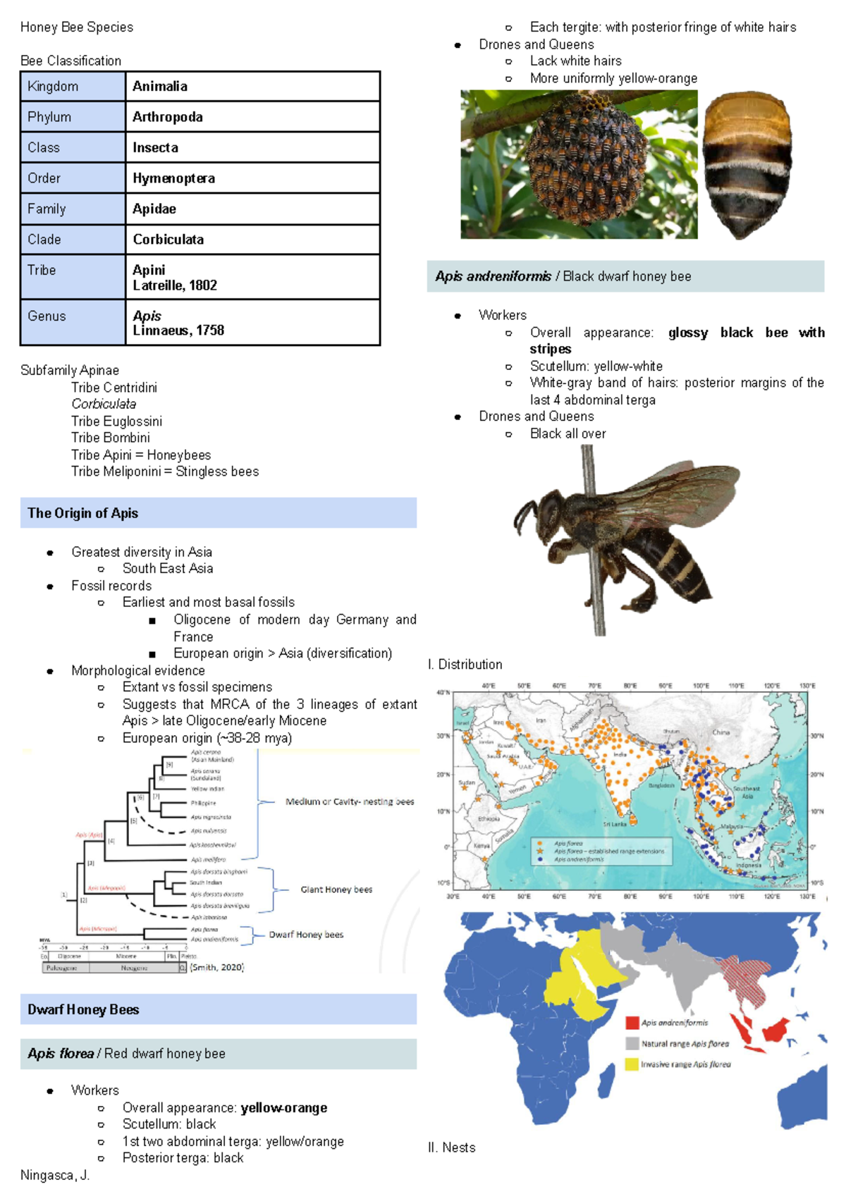 Apiculture - Honey Bee Species - Honey Bee Species Bee Classification ...