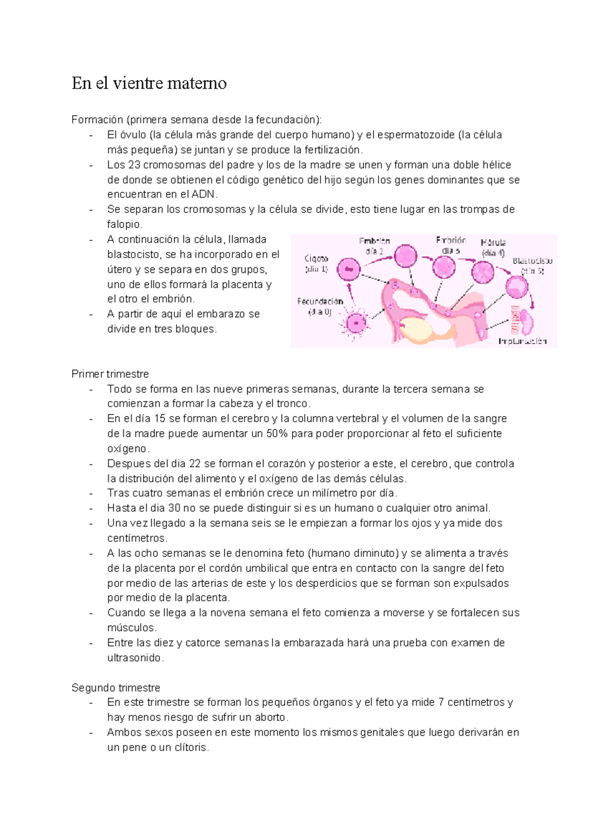 Vientre Materno Anatomia Aplicada 1º Bachillerato Artes Studocu