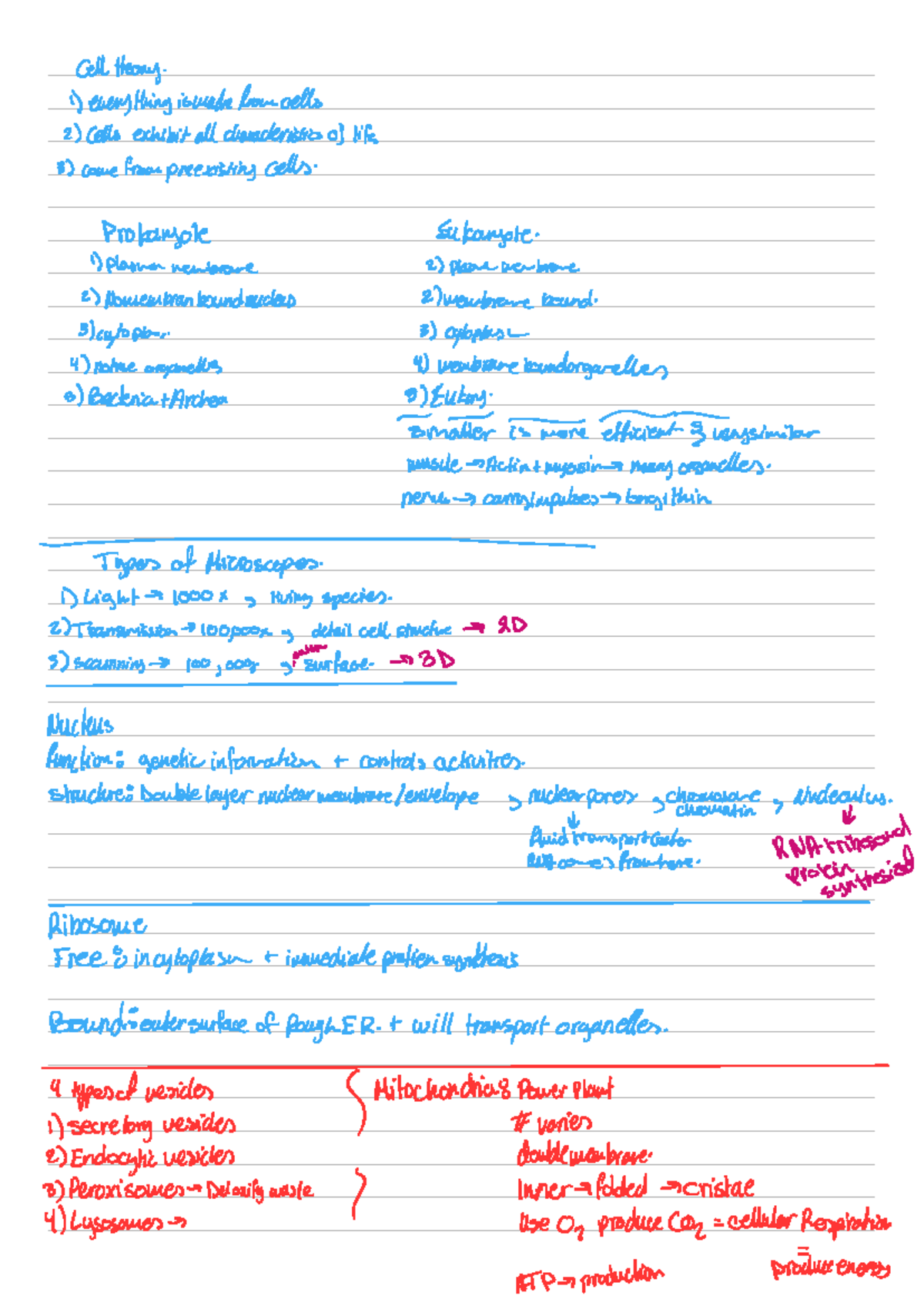 Human biology chapter 3 notes - Cell theory. 1) even thing is made from ...
