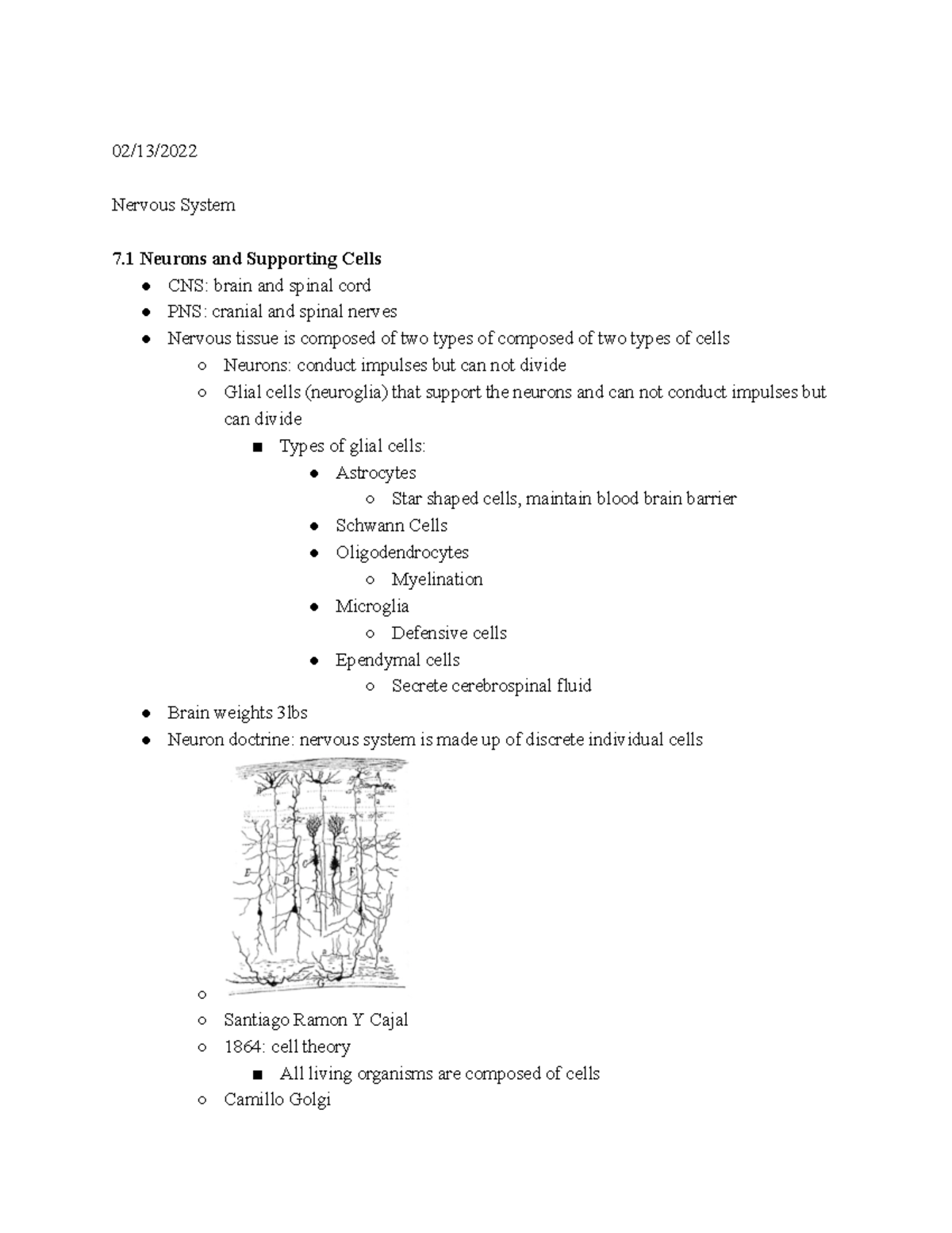 Module 6 Notes - 02/13/ Nervous System 7 Neurons and Supporting Cells ...