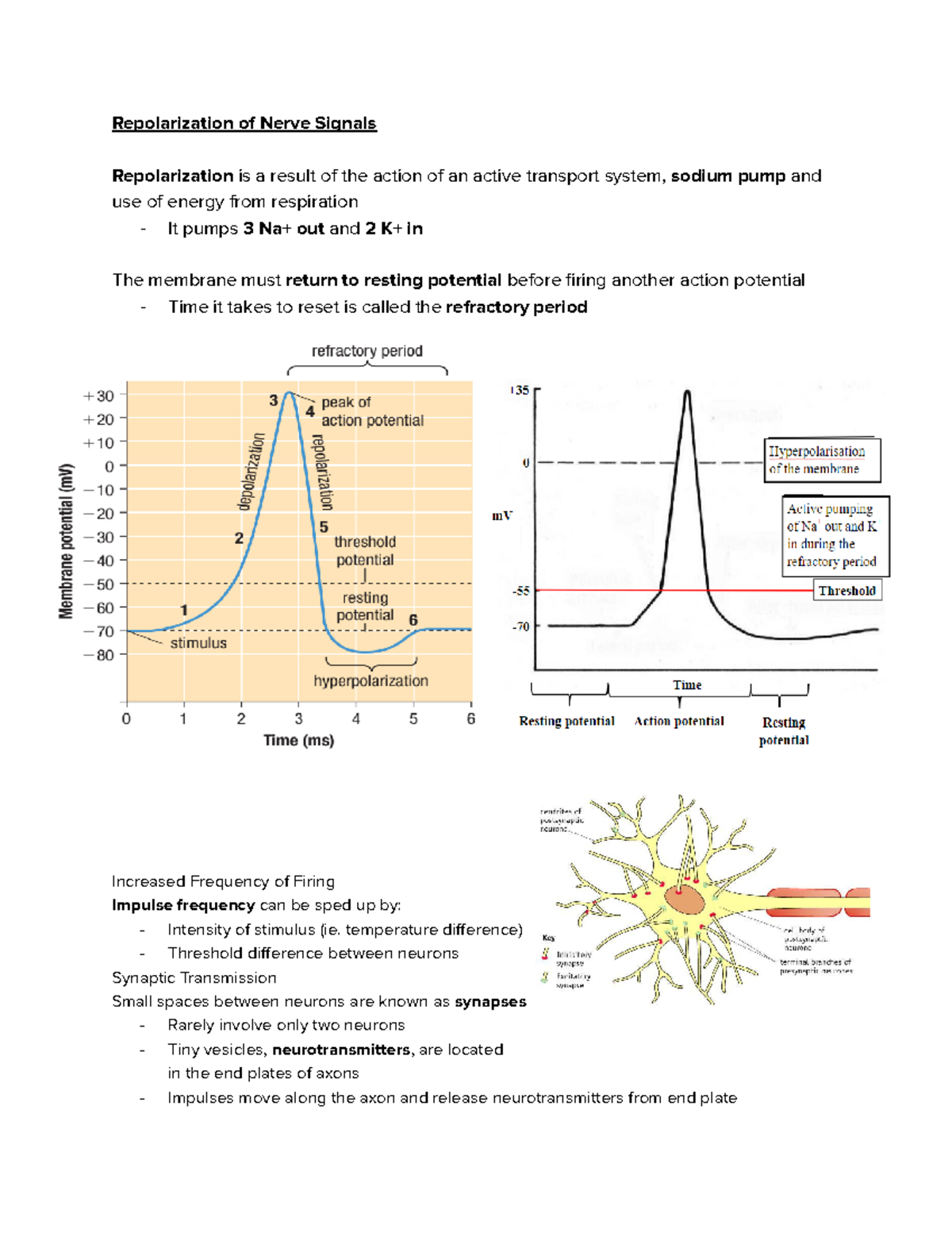Repolarization of Nerve Signals - Repolarization of Nerve Signals ...