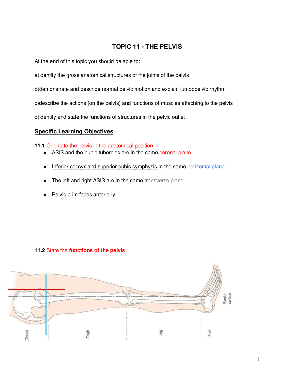 8.3 The Pelvic Girdle and Pelvis - 8: The Pelvic Girdle and Pelvis Define  the pelvic girdle and - Studocu