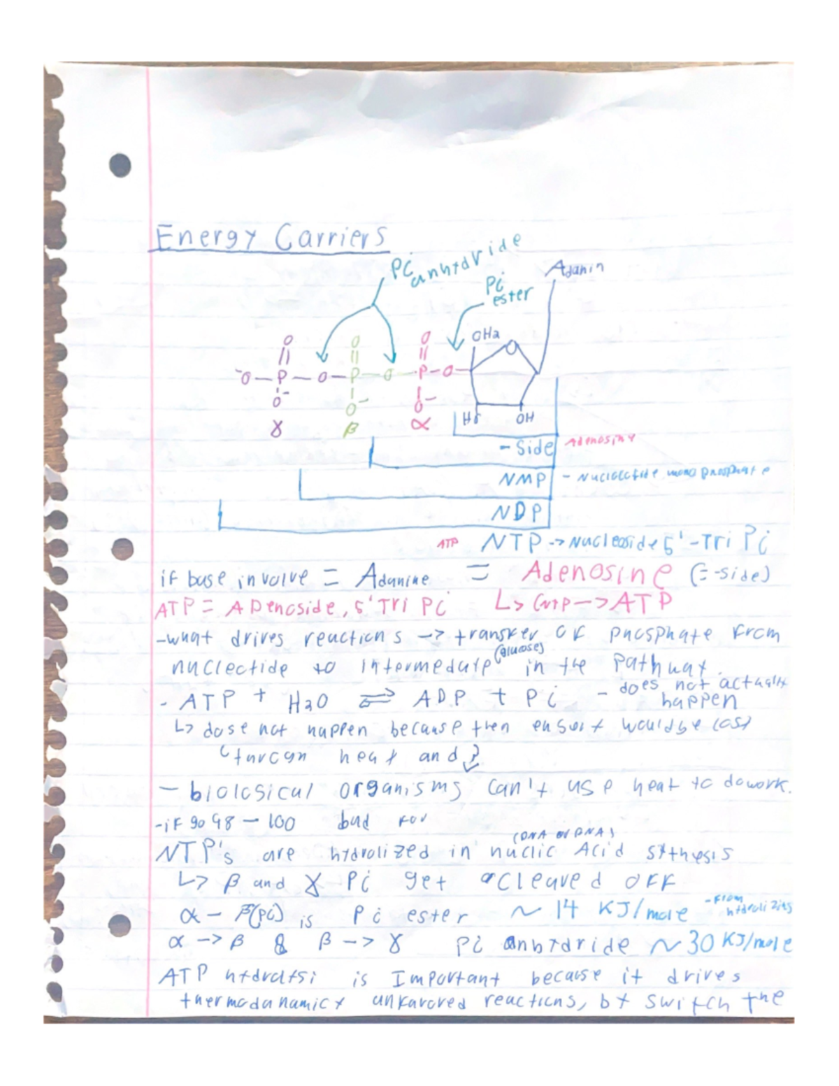 Biochemistry notes pages 42-53 - BIO 4010 - Studocu