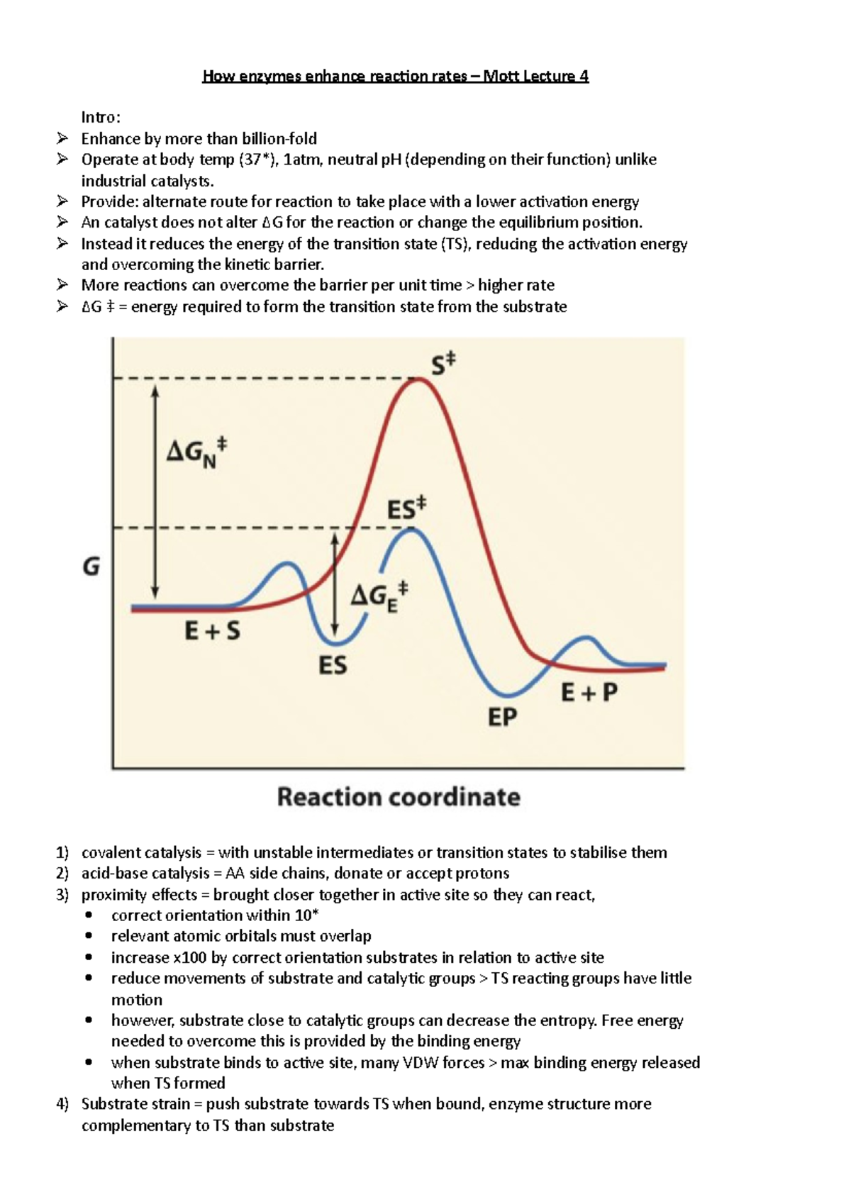 Rev Essay How enzymes enhance reaction rates Studocu