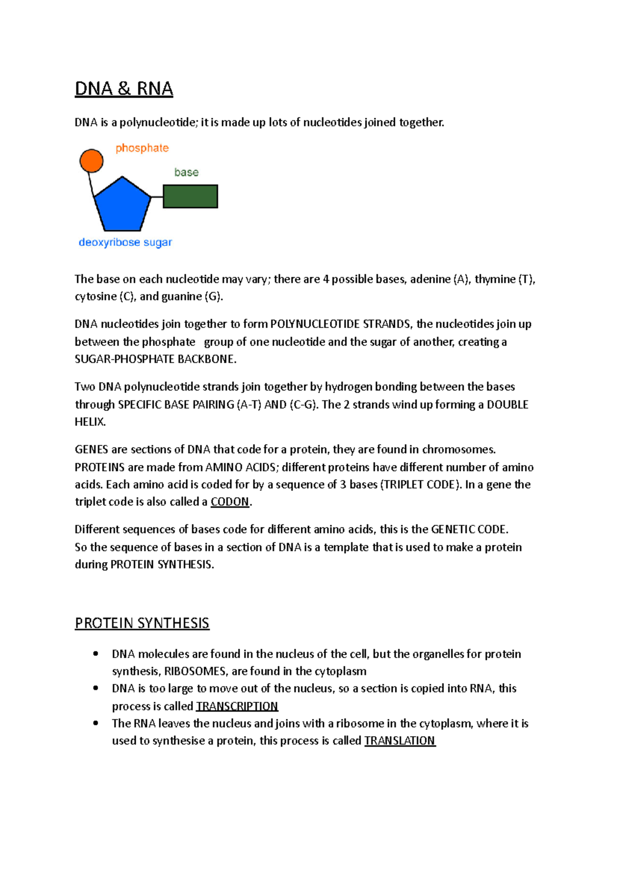 DNA & RNA - Clinical Genetics |Notes - DNA & RNA DNA is a ...