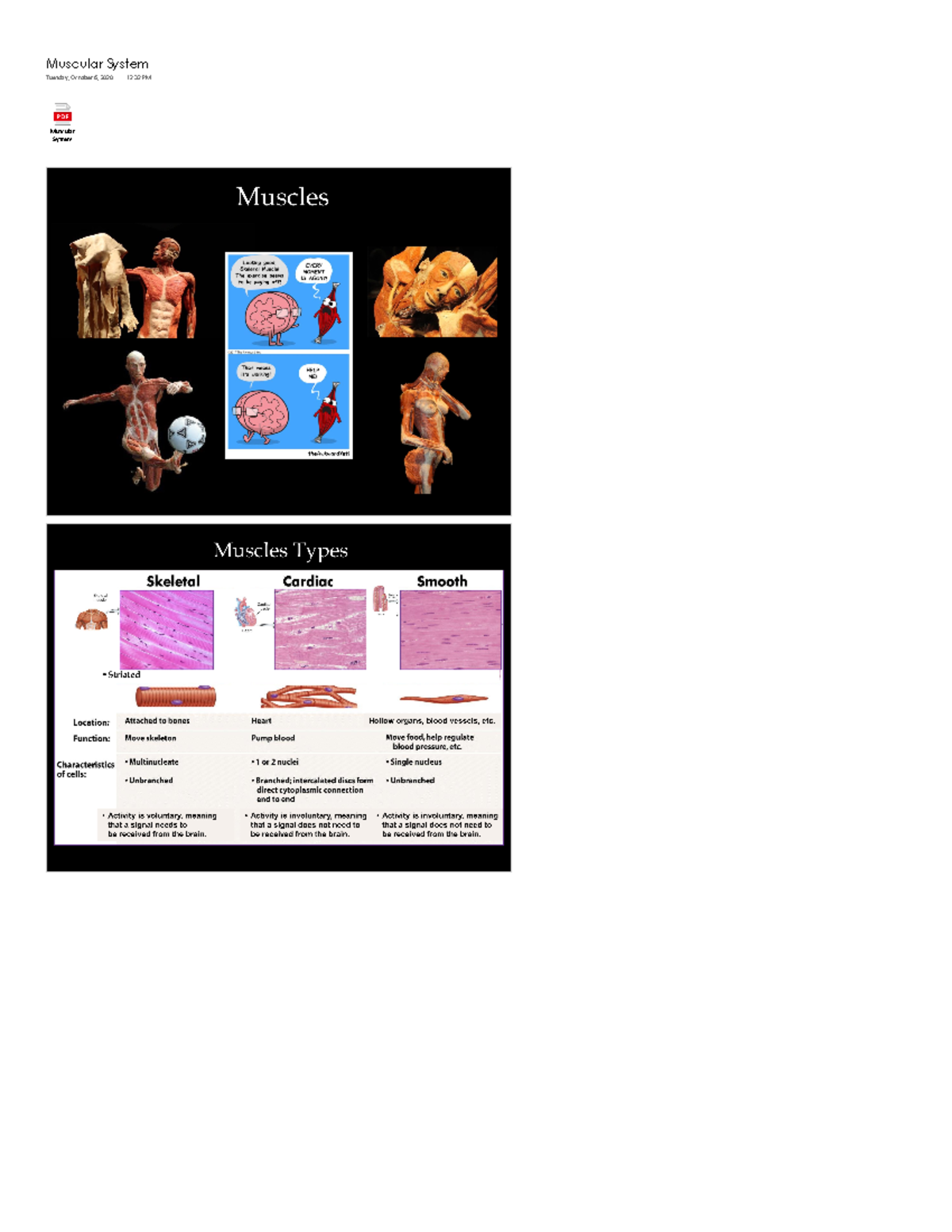 Muscular System Notes - Muscular System Muscular System Tuesday ...