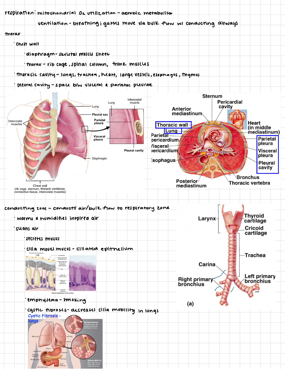 Respiratory - respiratory zone - contain alveoli respiratory zone sites ...