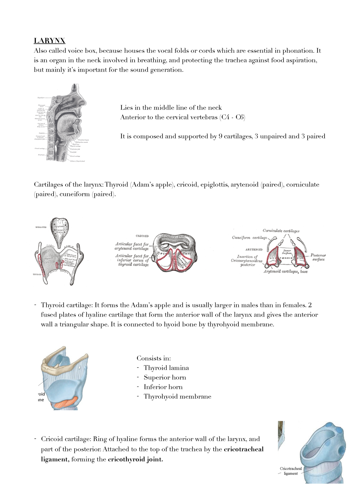 Unit 4 continuation - Anatomy - LARYNX Also called voice box, because ...