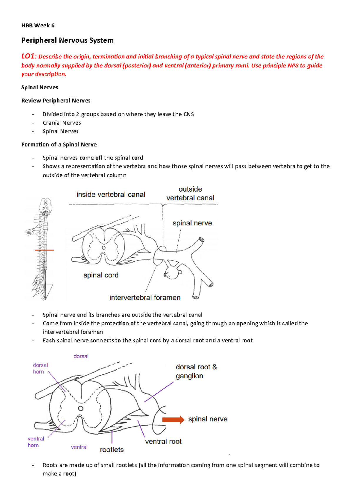 HBB Week 6 - Lecture notes 6 - HBB Week 6 Peripheral Nervous System LO1 ...