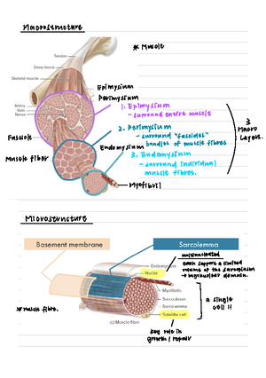 EXSS1036 Cardiovascular Notes - Table of Contents WEEK 8 ...