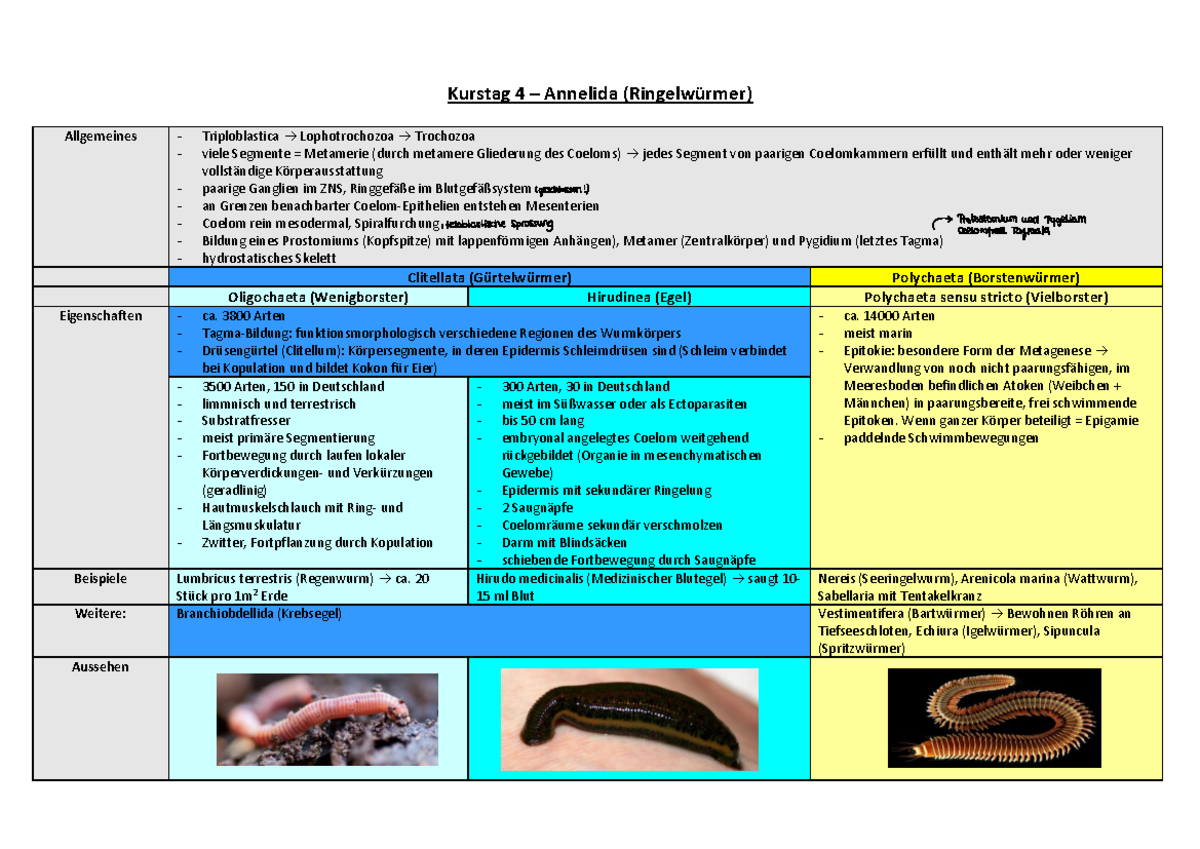 Kurstag 4 Zusammenfassung Kurstag 4 Annelida Allgemeines