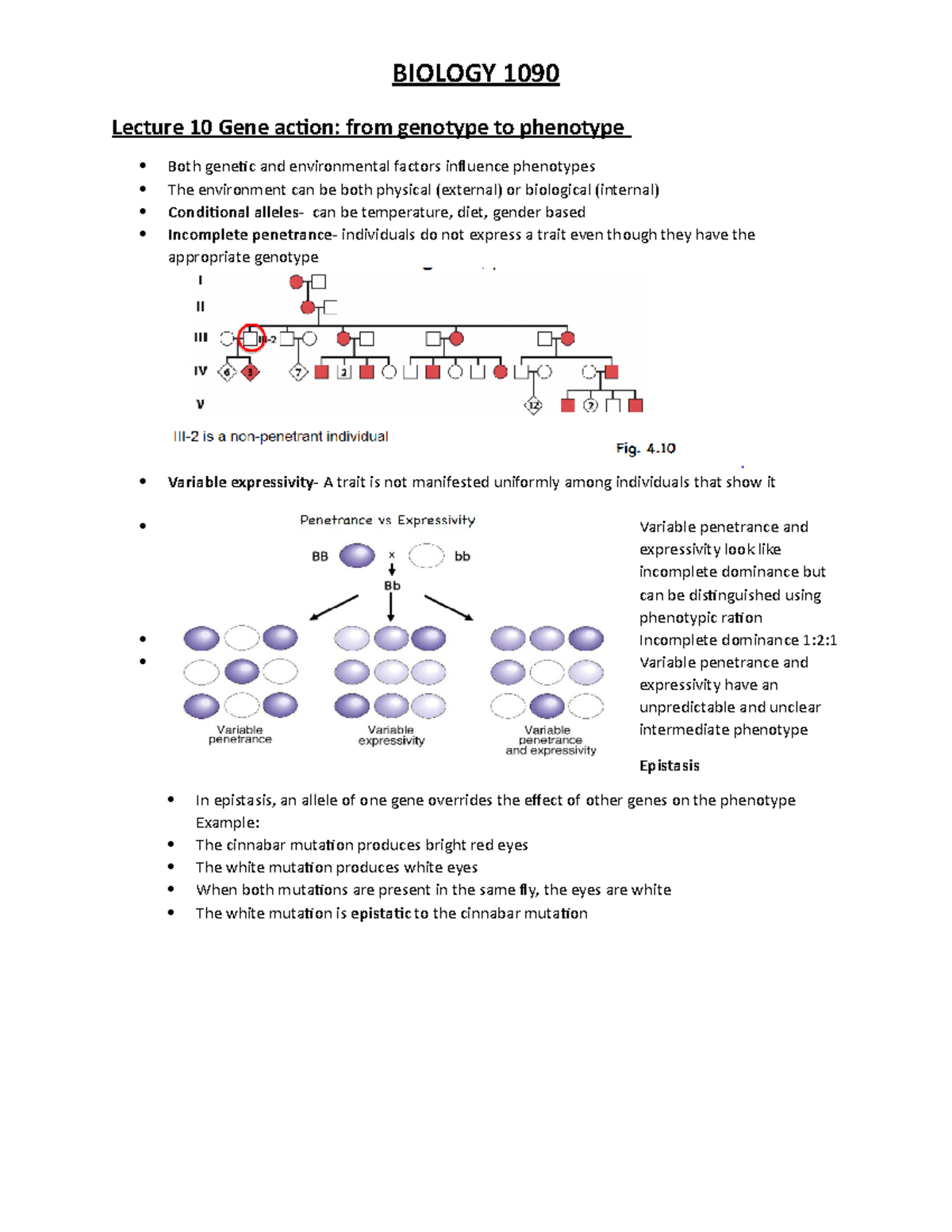 Lecture 10 Gene action - BIOLOGY 1090 Lecture 10 Gene action: from ...