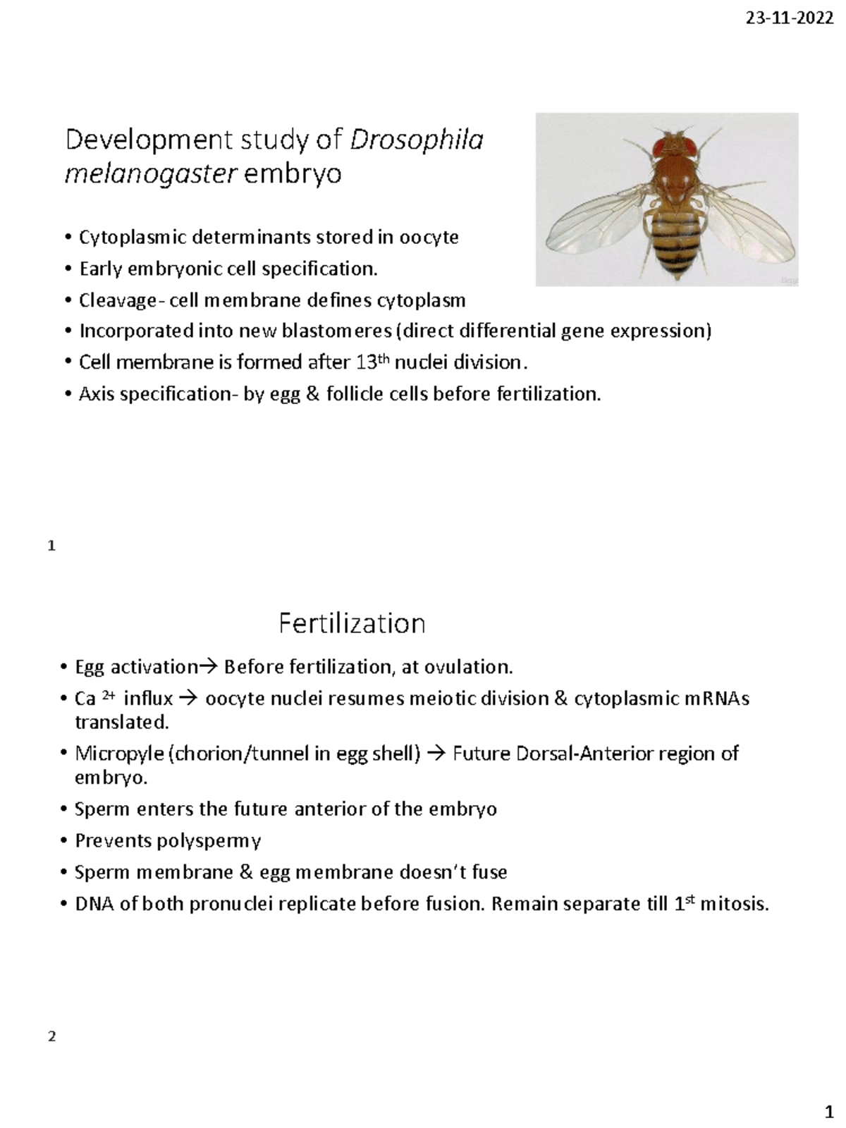 Drosophila - Development study of Drosophila melanogaster embryo ...