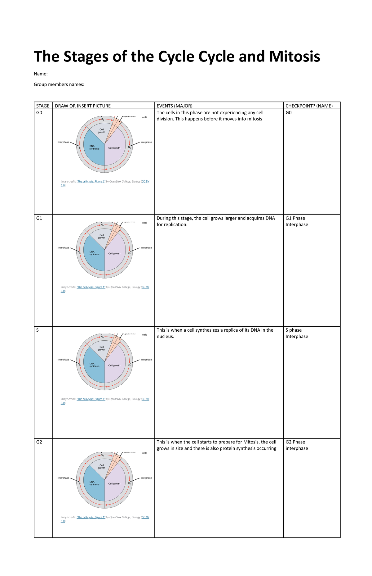 Stages of Mitosis - The Stages of the Cycle Cycle and Mitosis Name ...