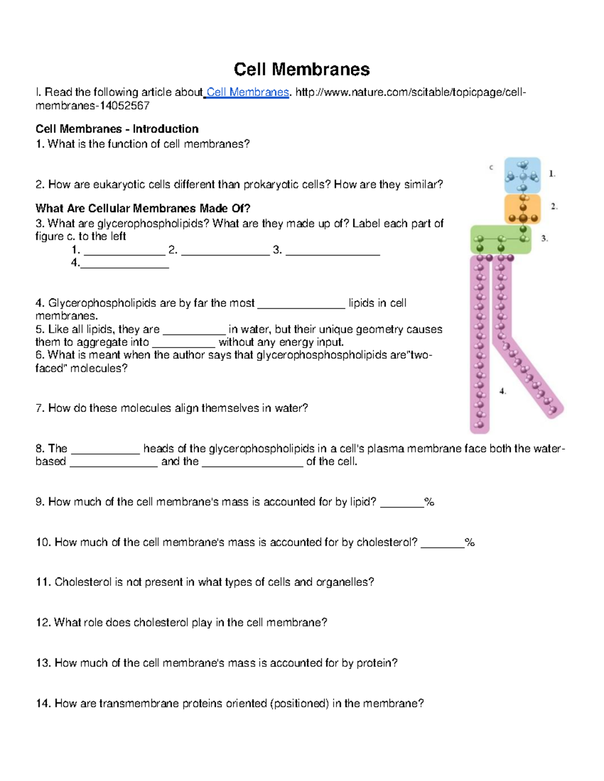 cell membrane close reading assignment