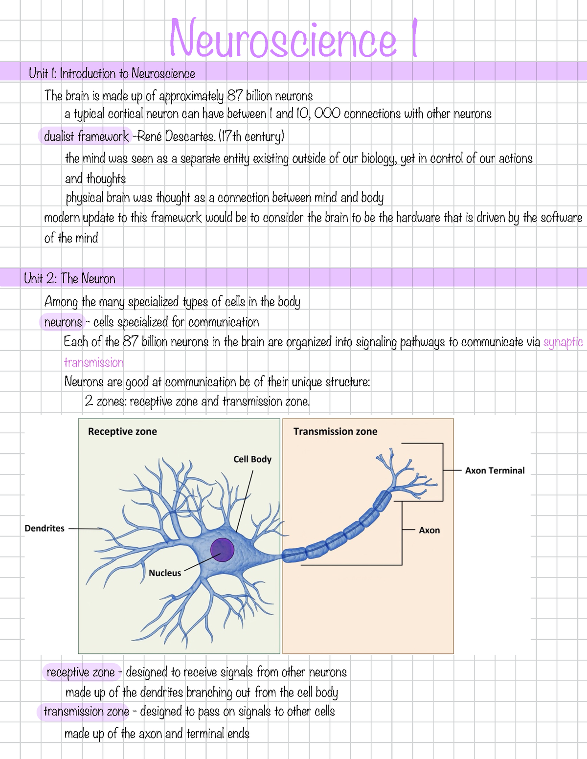 Neuroscience 1 - Module notes - Neuroscience 1 The brain is made up of ...